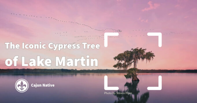 Stunning photos of the iconic Lake Martin cypress tree