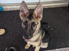 Adopt Me! Yeti, a young female German Shepherd puppy