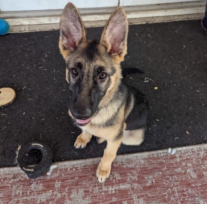Adopt Me! Yeti, a young female German Shepherd puppy