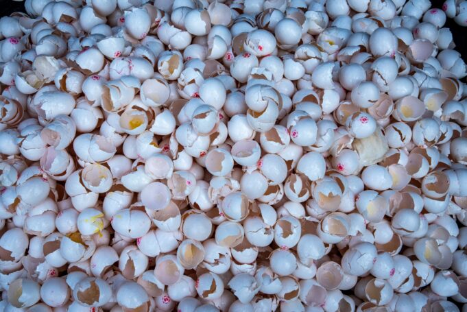 2024 Abbeville Giant Omelette Festival